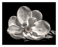 Hark Magnolia CS6 HDR 16x20_Finsihed Edit For Print