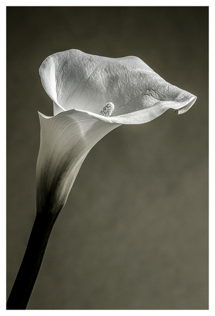 Even Flow_Solo MKIV_FACEBOOK